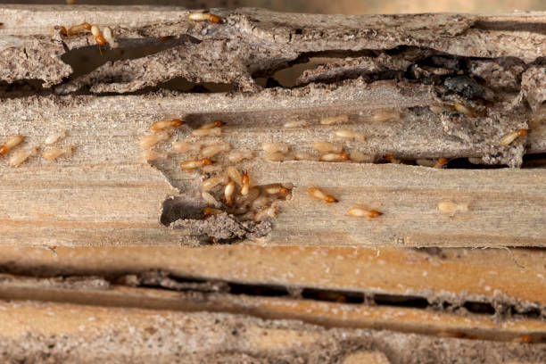 Pest Prevention Services in Bad Axe, MI